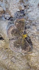 Carcharodini
