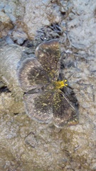 Carcharodini