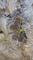 Carcharodini