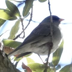 Junco hyemalis caniceps