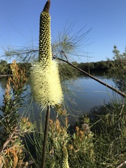 Xanthorrhoea macronema