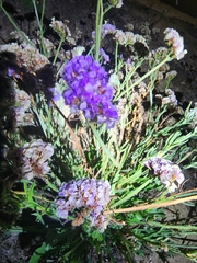 Limonium