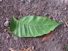 Dysoxylum gaudichaudianum
