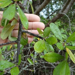 Sideroxylon lanuginosum