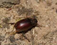 Melolonthinae