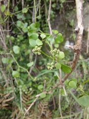 Scandia geniculata
