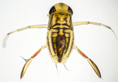 Corixinae