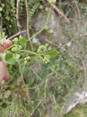 Scandia geniculata