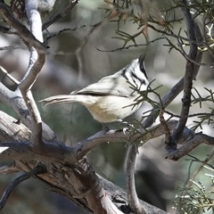Baeolophus wollweberi