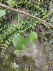 Scandia geniculata