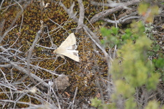 Helicoverpa punctigera