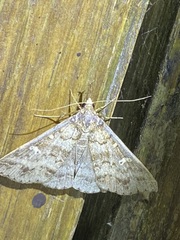 Renia discoloralis