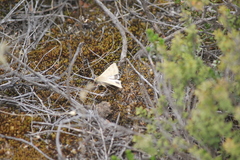 Helicoverpa punctigera