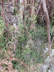 Scandia geniculata