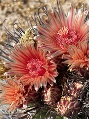 Ferocactus peninsulae