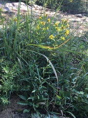 Solidago arenicola