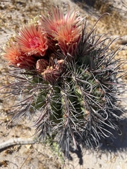 Ferocactus peninsulae