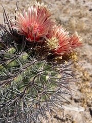 Ferocactus peninsulae