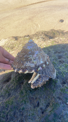 Megastraea undosa