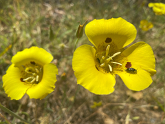 Calochortus luteus