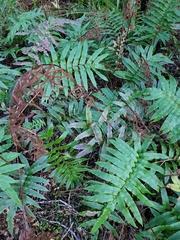 Blechnum procerum