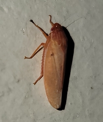 Gyponana gladia