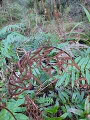 Blechnum procerum