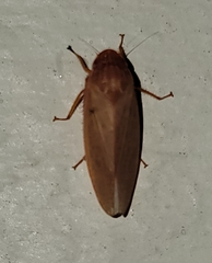 Gyponana gladia