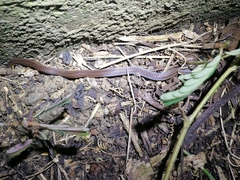Atractus trilineatus