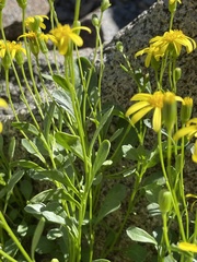 Senecio fremontii