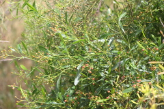 Dodonaea viscosa spatulata