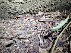 Atractus trilineatus