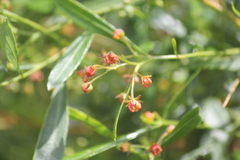 Dodonaea viscosa spatulata
