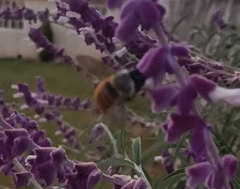 Xylocopa tabaniformis azteca