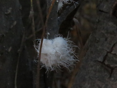 Prociphilus tessellatus