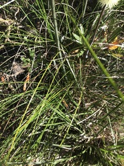 Xanthorrhoea macronema