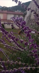 Xylocopa tabaniformis azteca