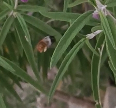 Xylocopa tabaniformis azteca