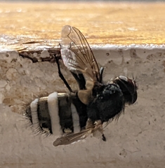 Schizophora
