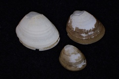 Nucula proxima