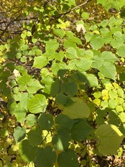 Tilia cordata