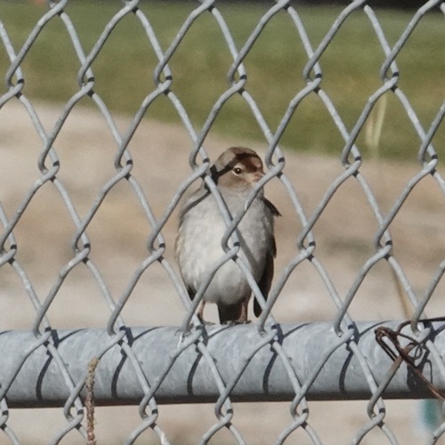 Mountain White-crowned Sparrow photographed in Arizona