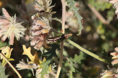 Phaedrotettix