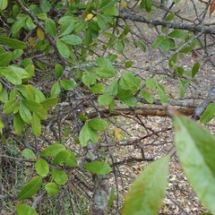 Sideroxylon lanuginosum