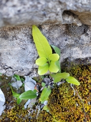 Asplenium lepidotum
