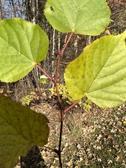 Tilia cordata