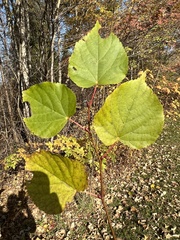 Tilia cordata