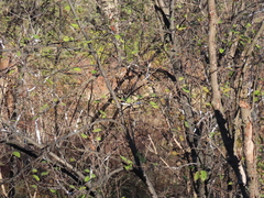 Prociphilus tessellatus