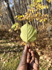 Tilia cordata