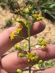 Solidago arenicola